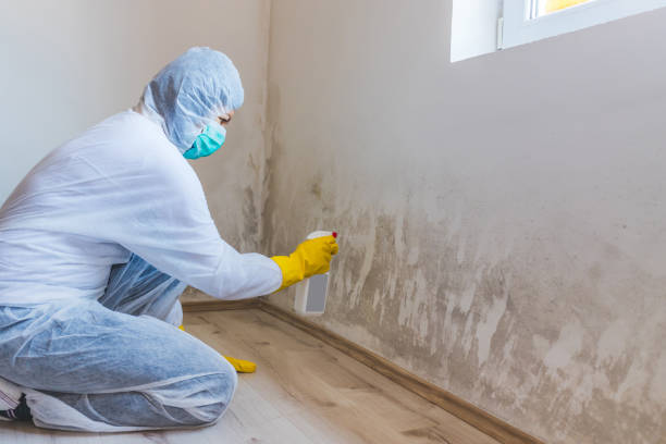 Professional mold removal team in Stratford